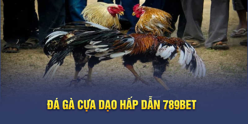 Gà cựa dạo hấp dẫn 789bet