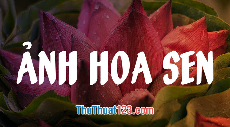 ảnh đầm sen đẹp