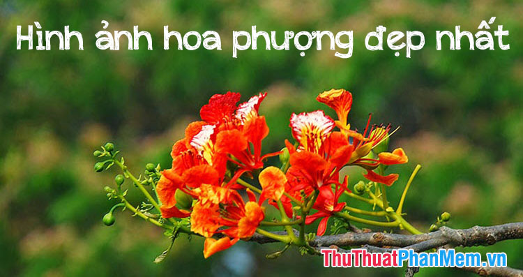 ảnh hoa phượng đỏ