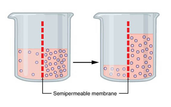 áp suất thẩm thấu