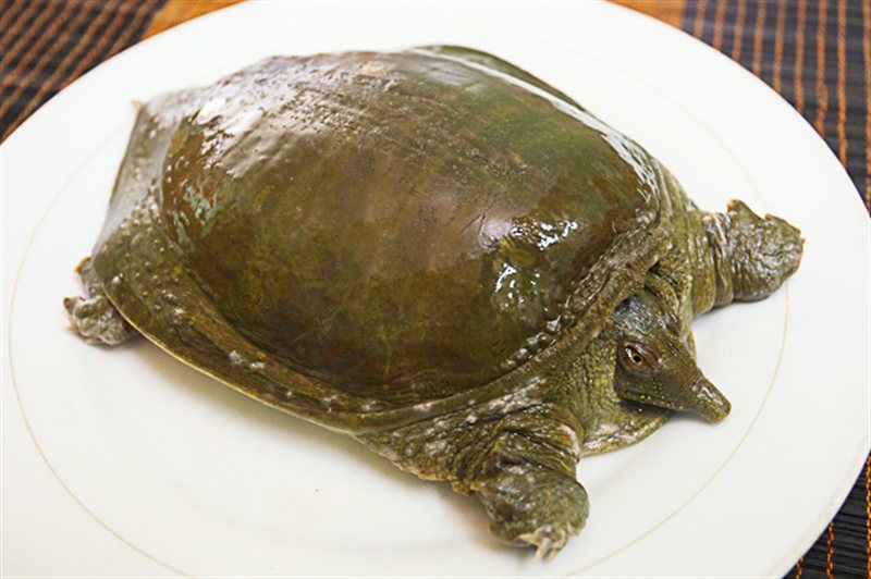 Ba ba nấu gì ngon