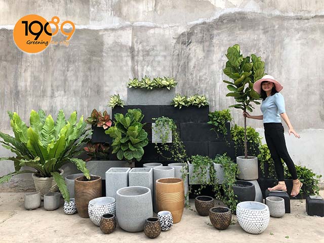 Bán chậu cây cảnh