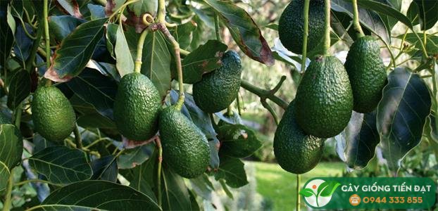 Bơ hass là bơ gì