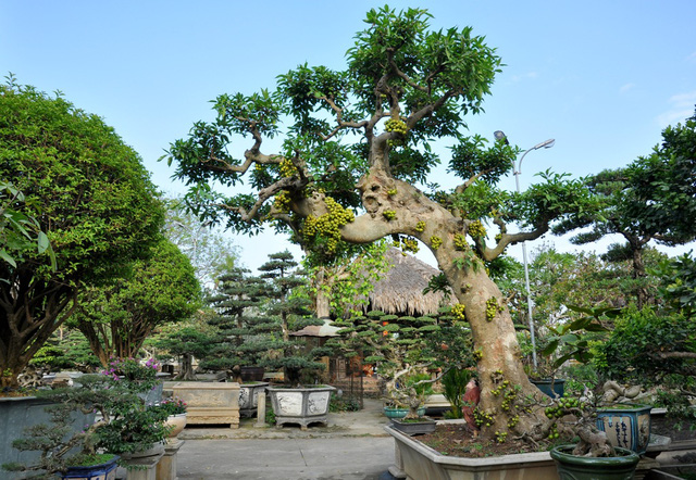Bonsai dáng nghiêng