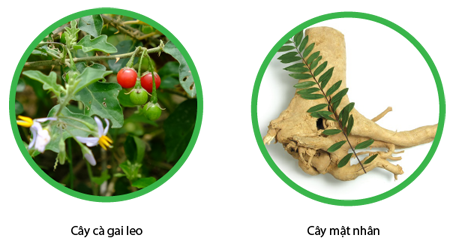 Cà gai leo mật nhân