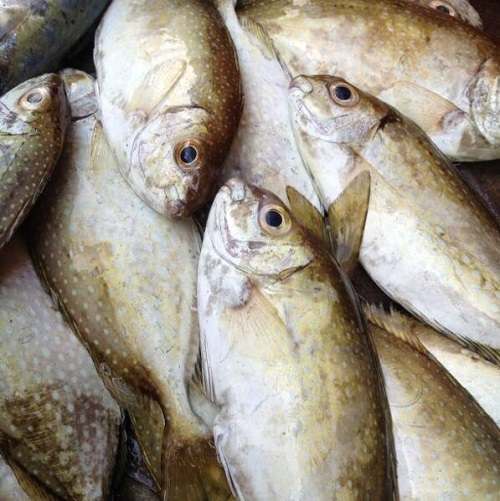 Cá kình đại dương