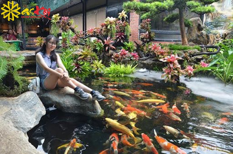 Cá koi có ăn được không