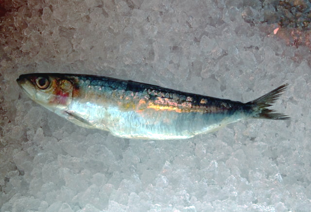 Cá mòi là cá gì