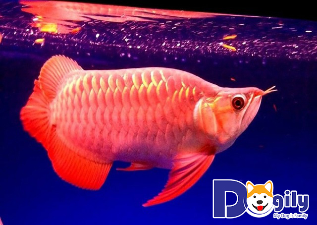 Cá rồng giá bao nhiêu