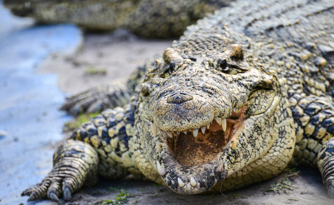 Cá sấu sông nile