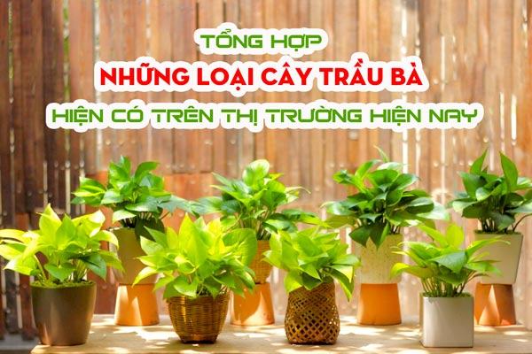 Các loại trầu bà