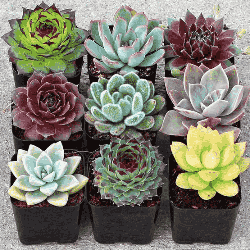 Cách chăm cây sen đá