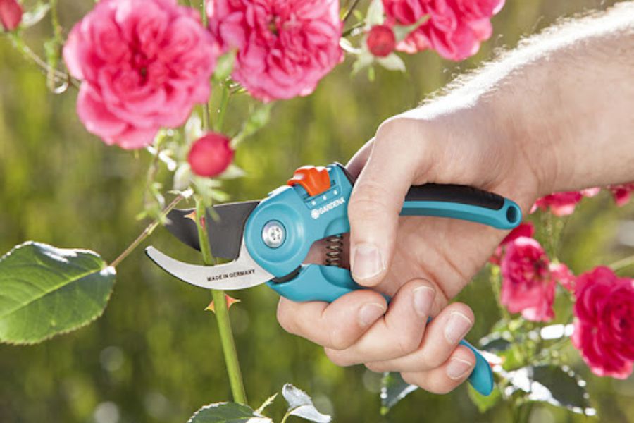 Cách chiết hoa hồng