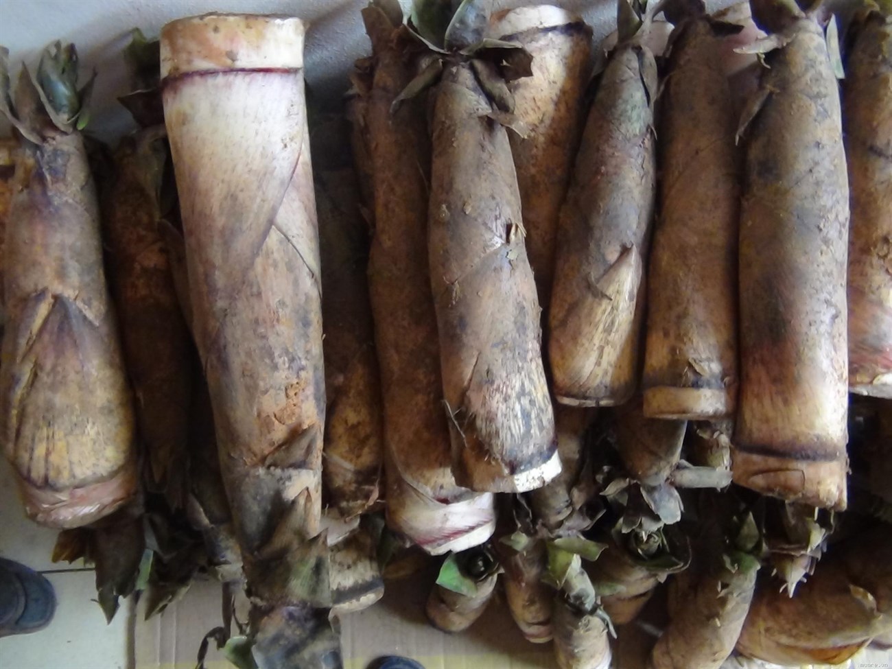 Cách nấu măng tươi