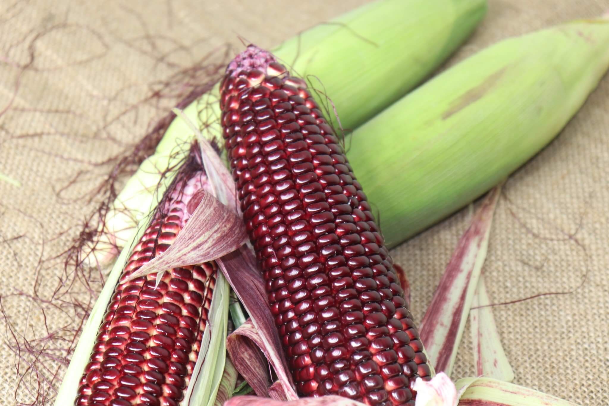 Cách ngâm rượu ngô tím