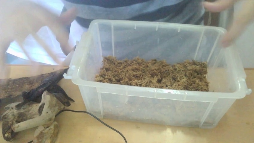 Cách nuôi bọ ngựa