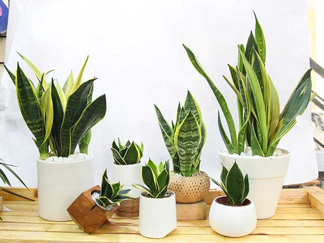 Cách trồng cây lưỡi hổ