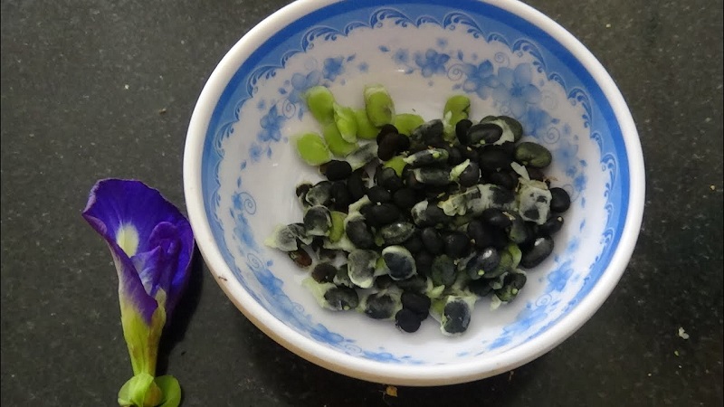 Cách trồng hoa đậu biếc