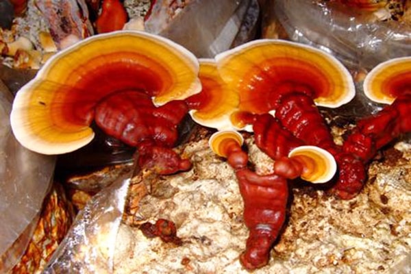 Cách trồng nấm lim xanh