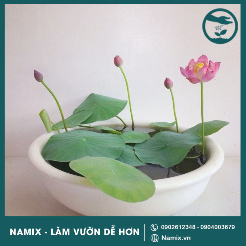 Cách trồng sen mini