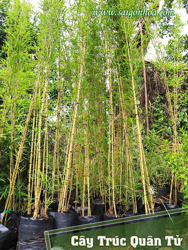 Cách trồng trúc quân tử