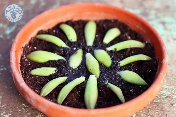 Cách ươm sen đá