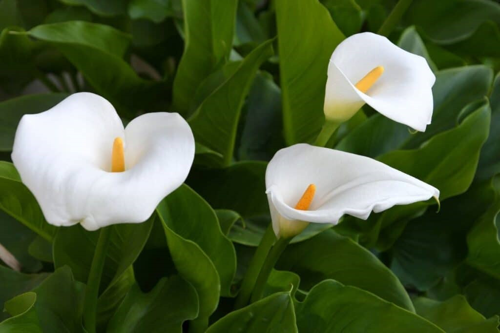 Calla lily là hoa gì