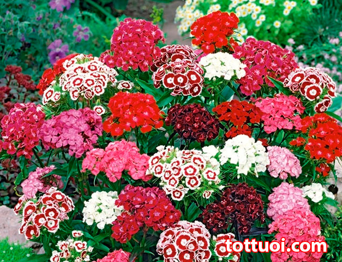 Cẩm chướng chùm