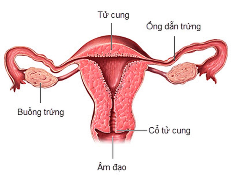Cấu tạo của âm đạo