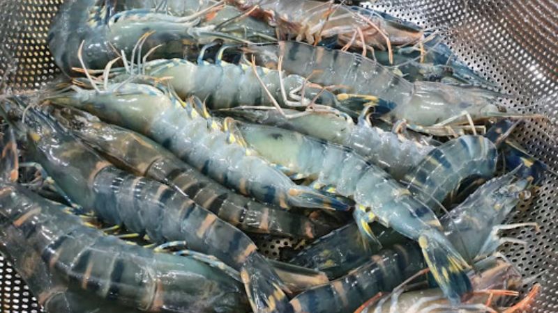 Cấu tạo của tôm