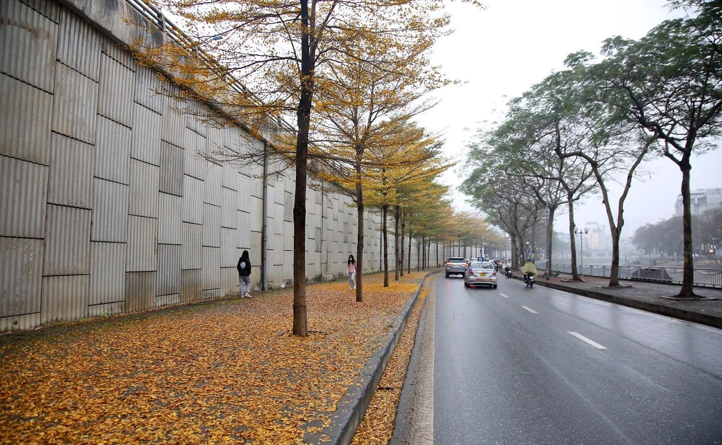 Cây bàng lá nhỏ