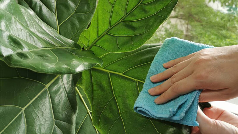 Cây bàng singapore phong thủy