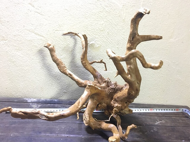 Cây bonsai thủy sinh