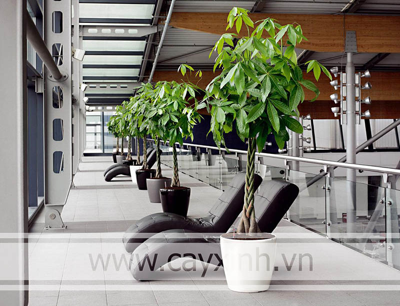 Cây cảnh văn phòng