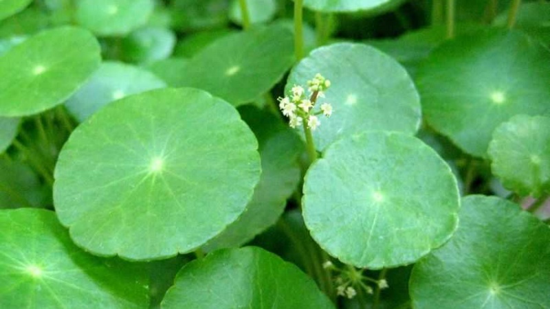 Cây cỏ đồng tiền