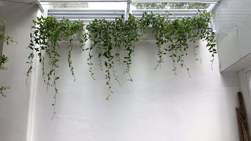 Cây cúc tần ấn độ