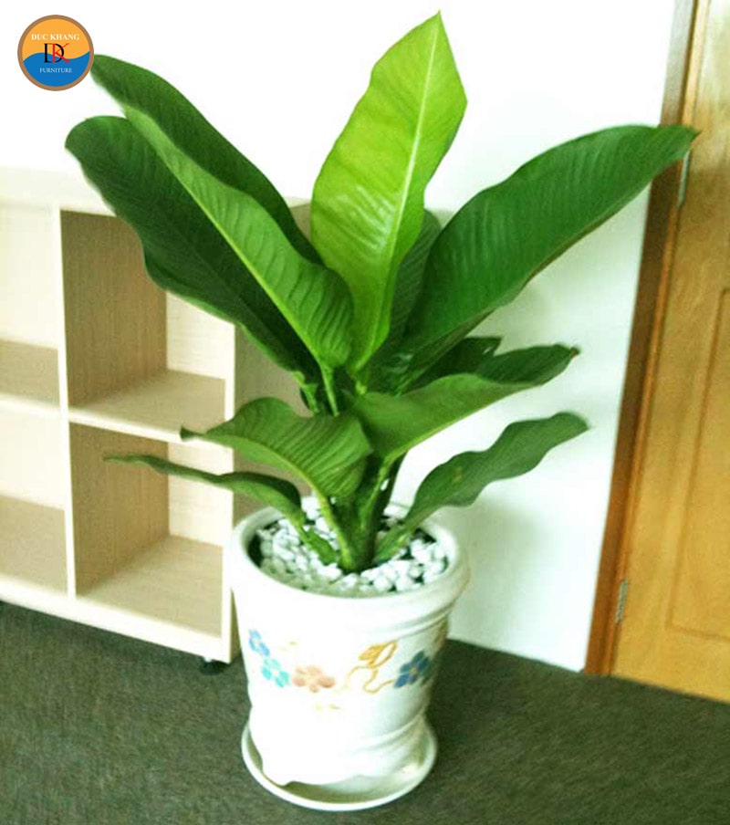 Cây đại phú quý