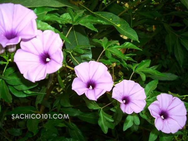 Cây dây leo trồng chậu