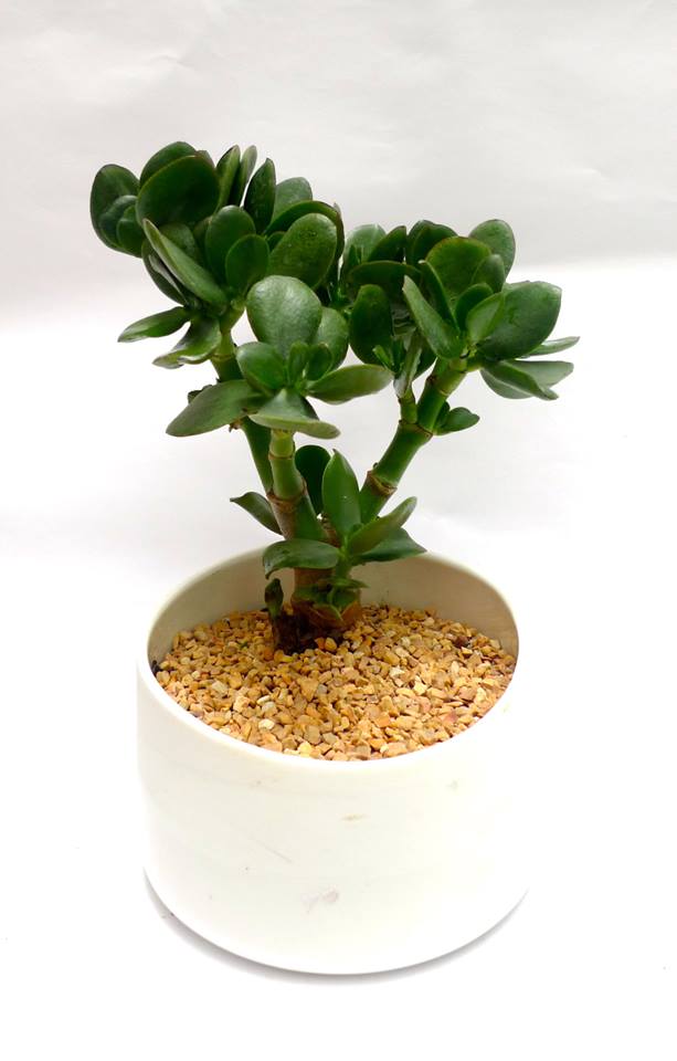 Cây để bàn thờ