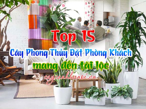 Cây để phòng khách