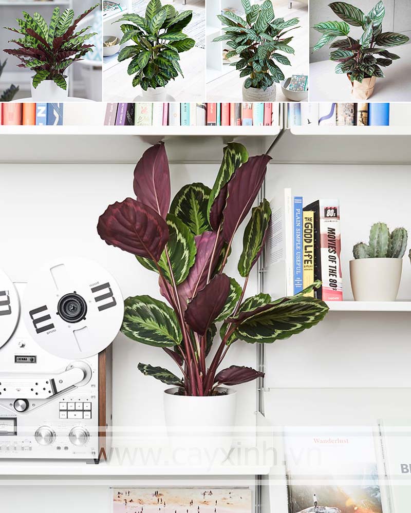 Cây đuôi công tím