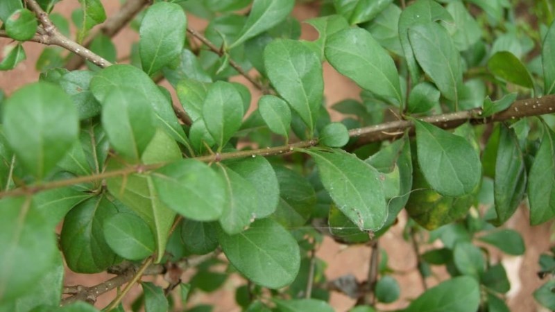 Cây găng làm thạch