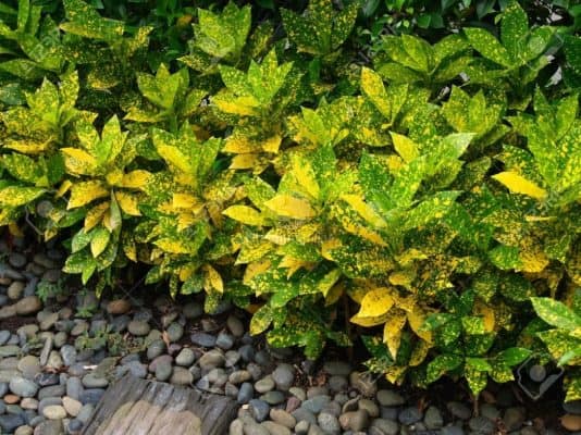 Cây hàng rào đường viền