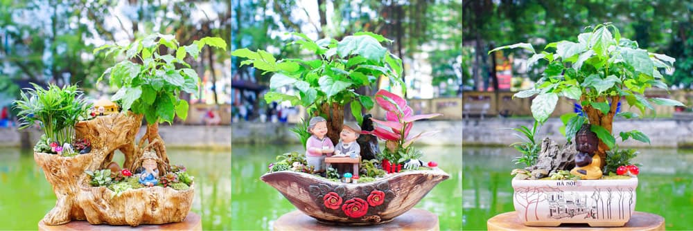 Cây hạnh phúc để bàn