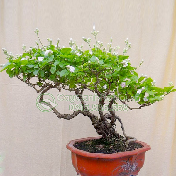 Cây hoa nhài cổ thụ