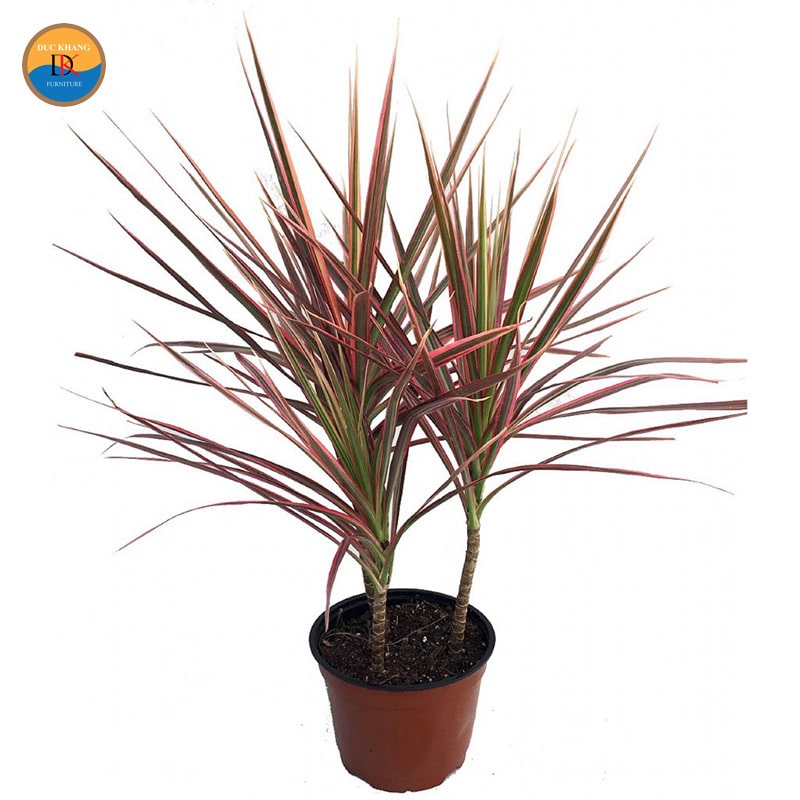 Cây hồng phát tài