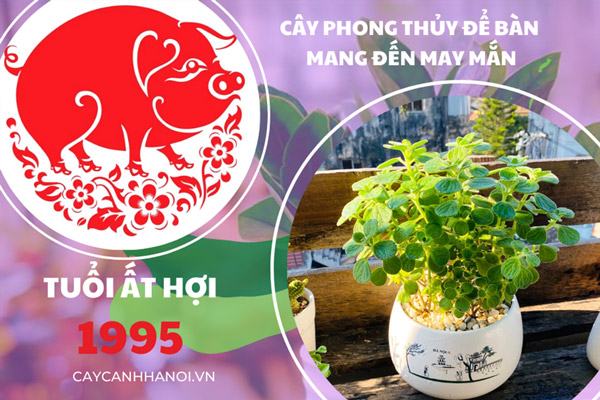 Cây hợp mệnh hỏa 1995