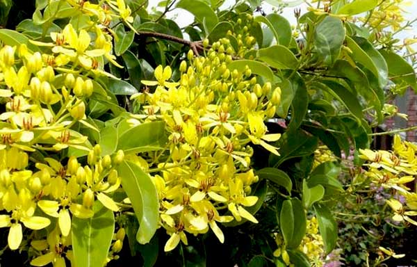 Cây mai hoàng yến