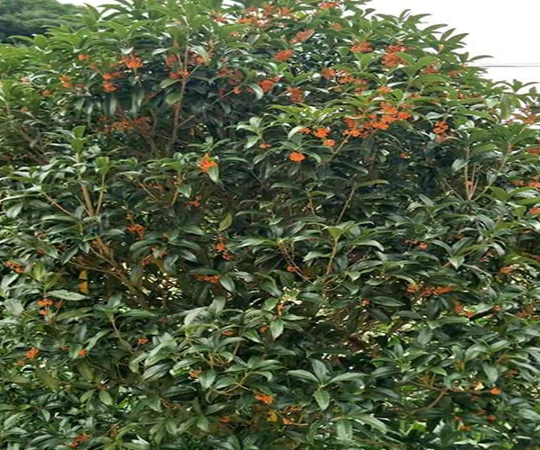 Cây mộc hương hoa đỏ