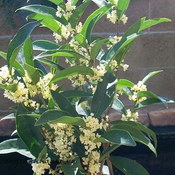 Cây mộc hương ta